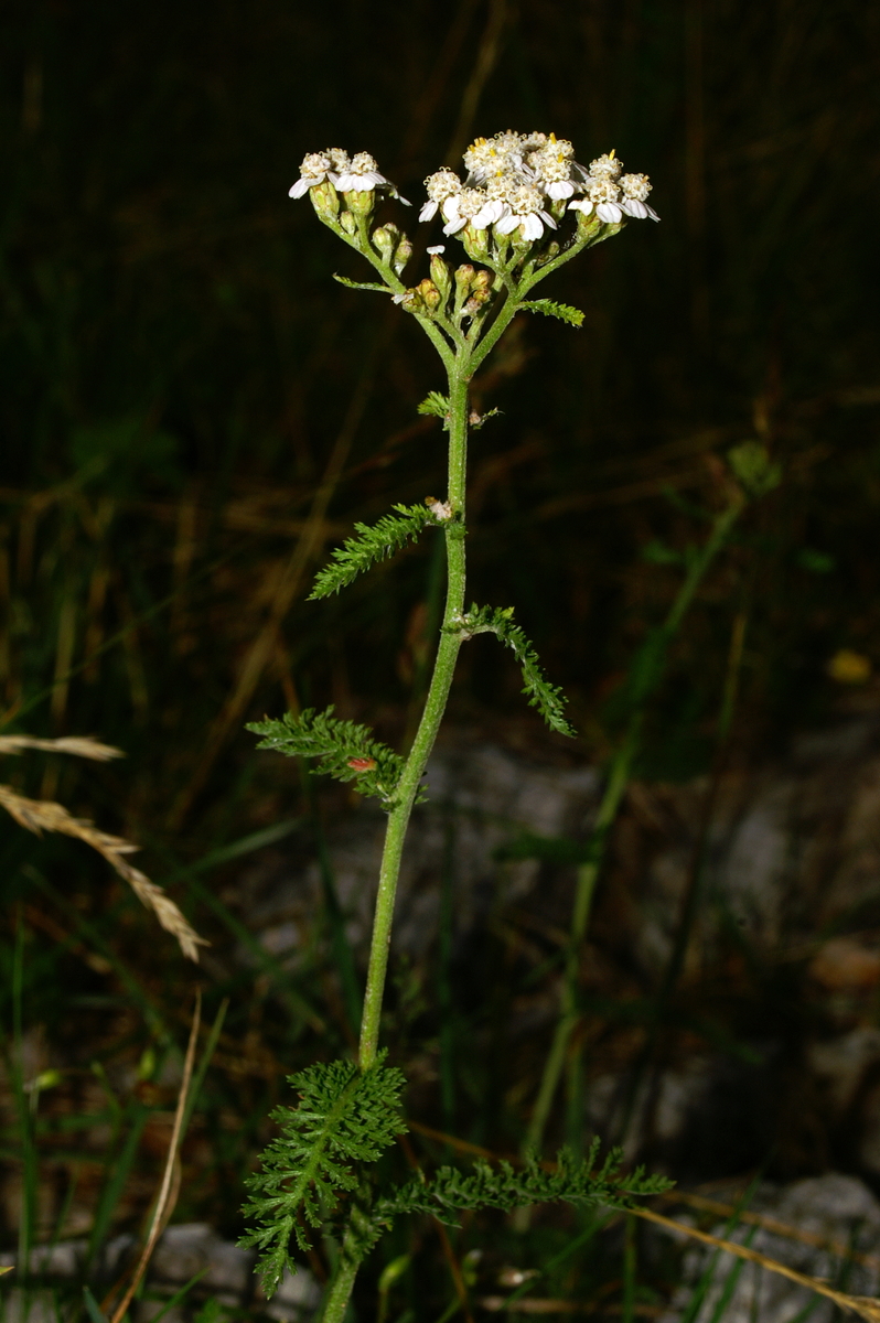 Schafgarbe (Achillea millefolium L.)