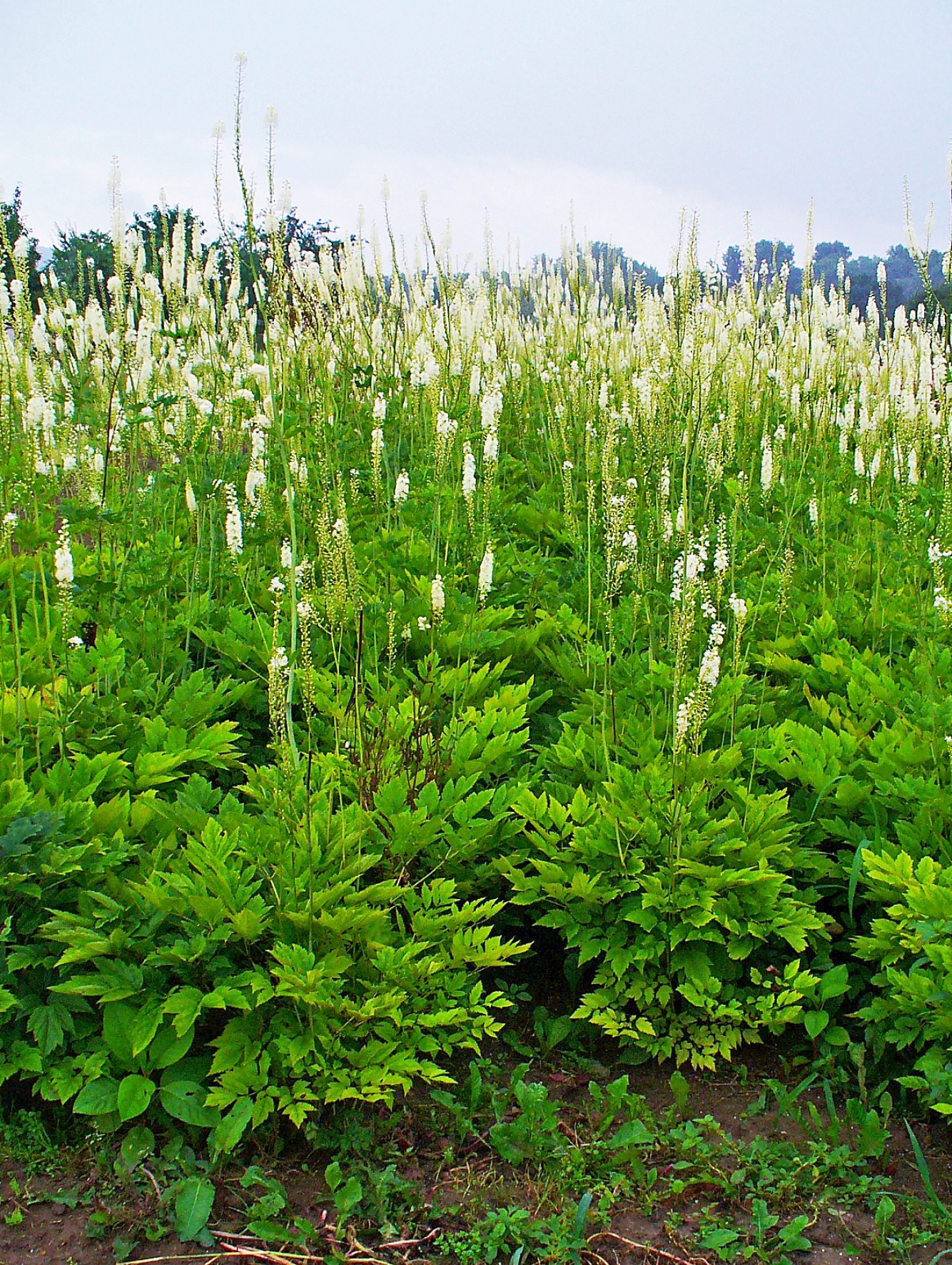 Traubensilberkerze (Actaea racemosa L. (syn. Cimicifuga racemosa (L.) Nutt.))