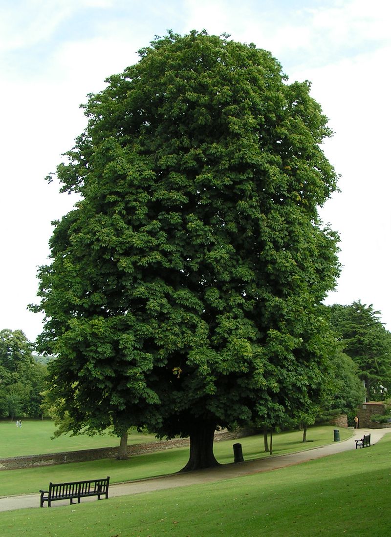 Rosskastanie (Aesculus hippocastanum L.)