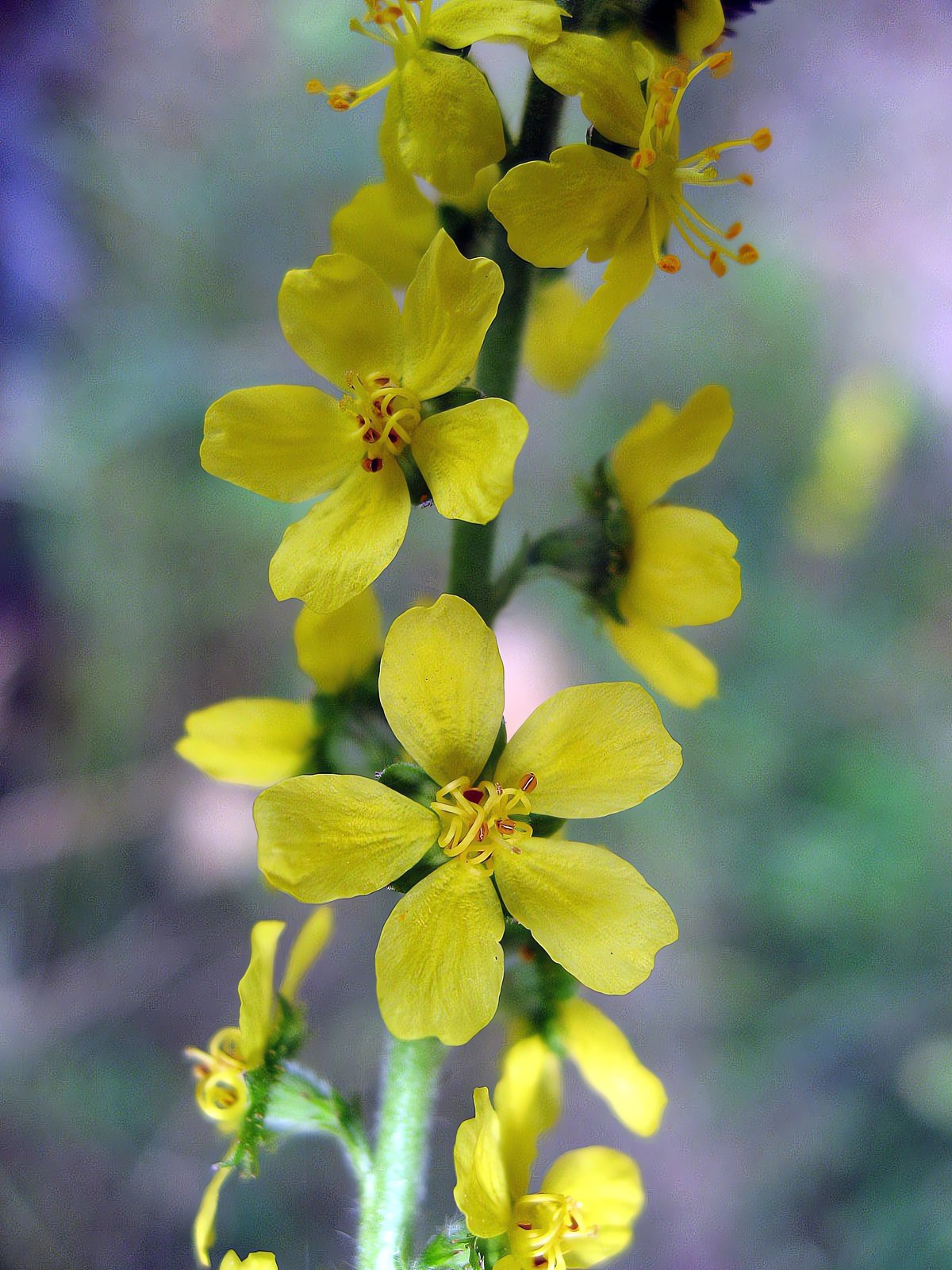 Odermennig (Agrimonia eupatoria L.)