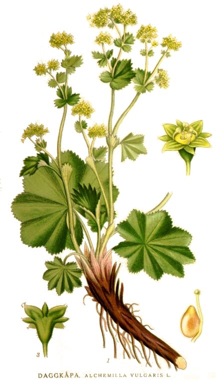Frauenmantel (Alchemilla vulgaris L.)