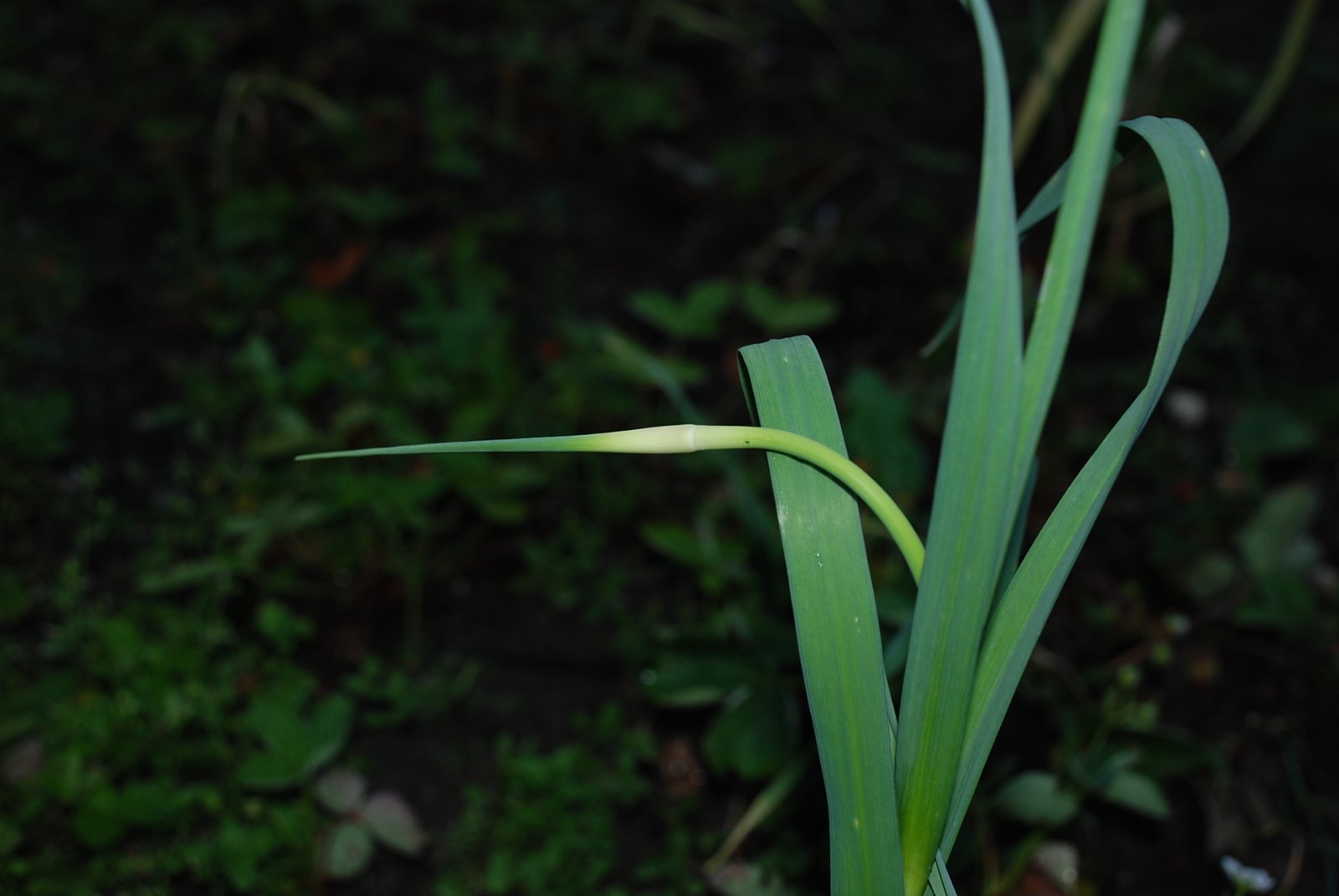 Knoblauch (Allium sativum L.)