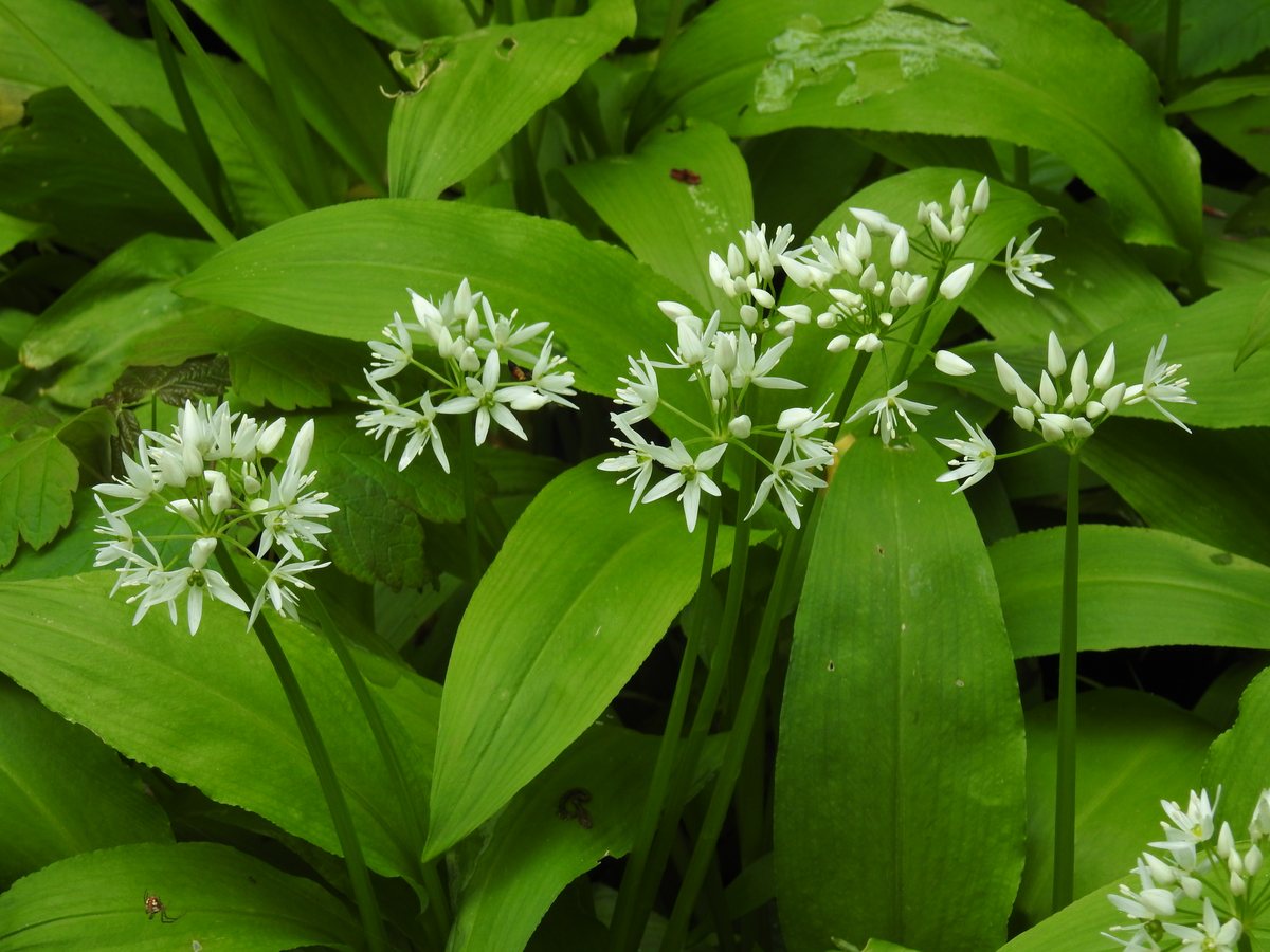 Bärlauch (Allium ursinum L.)