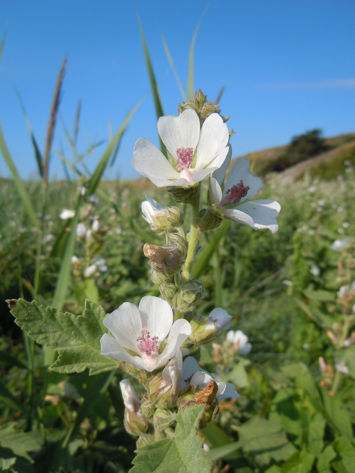 Eibisch (Althaea officinalis L.)