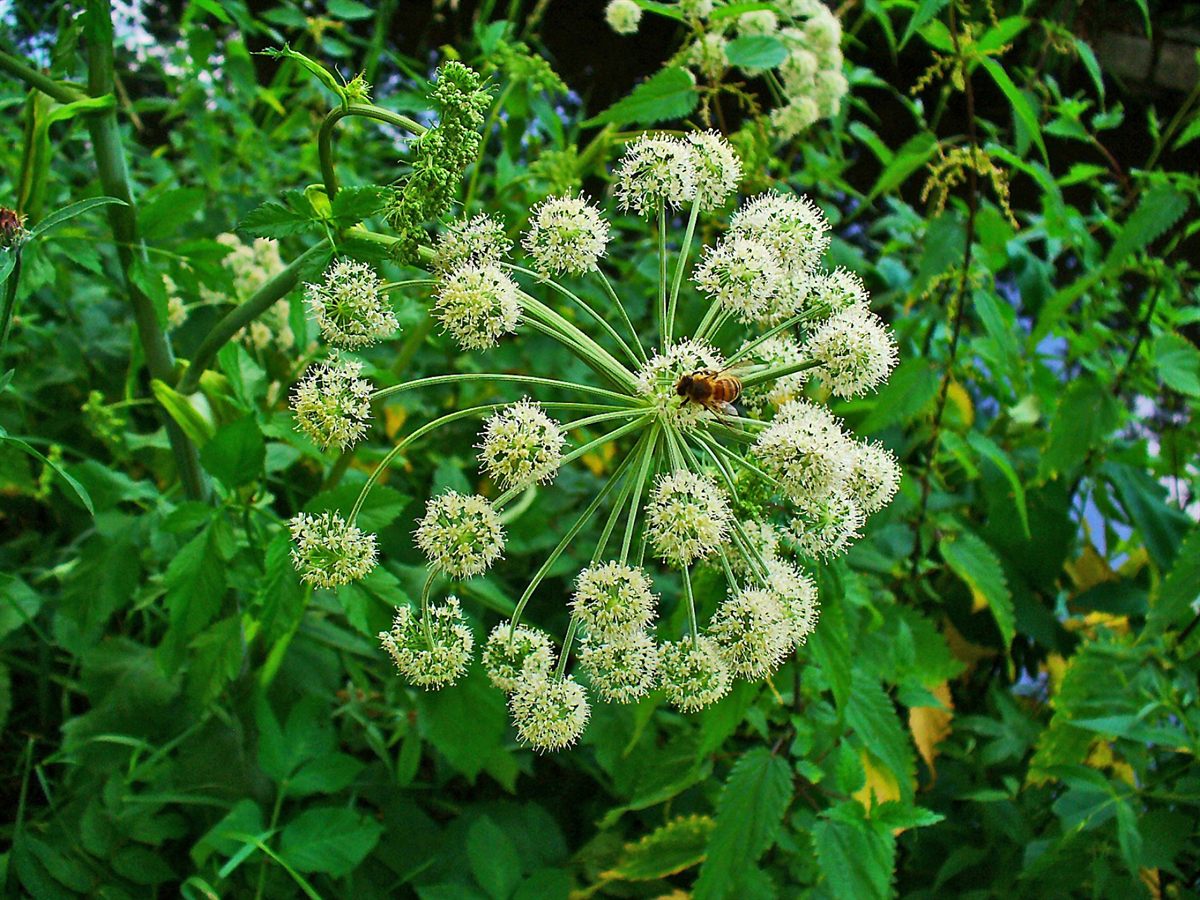 Echte Engelwurz (Angelica archangelica L.)