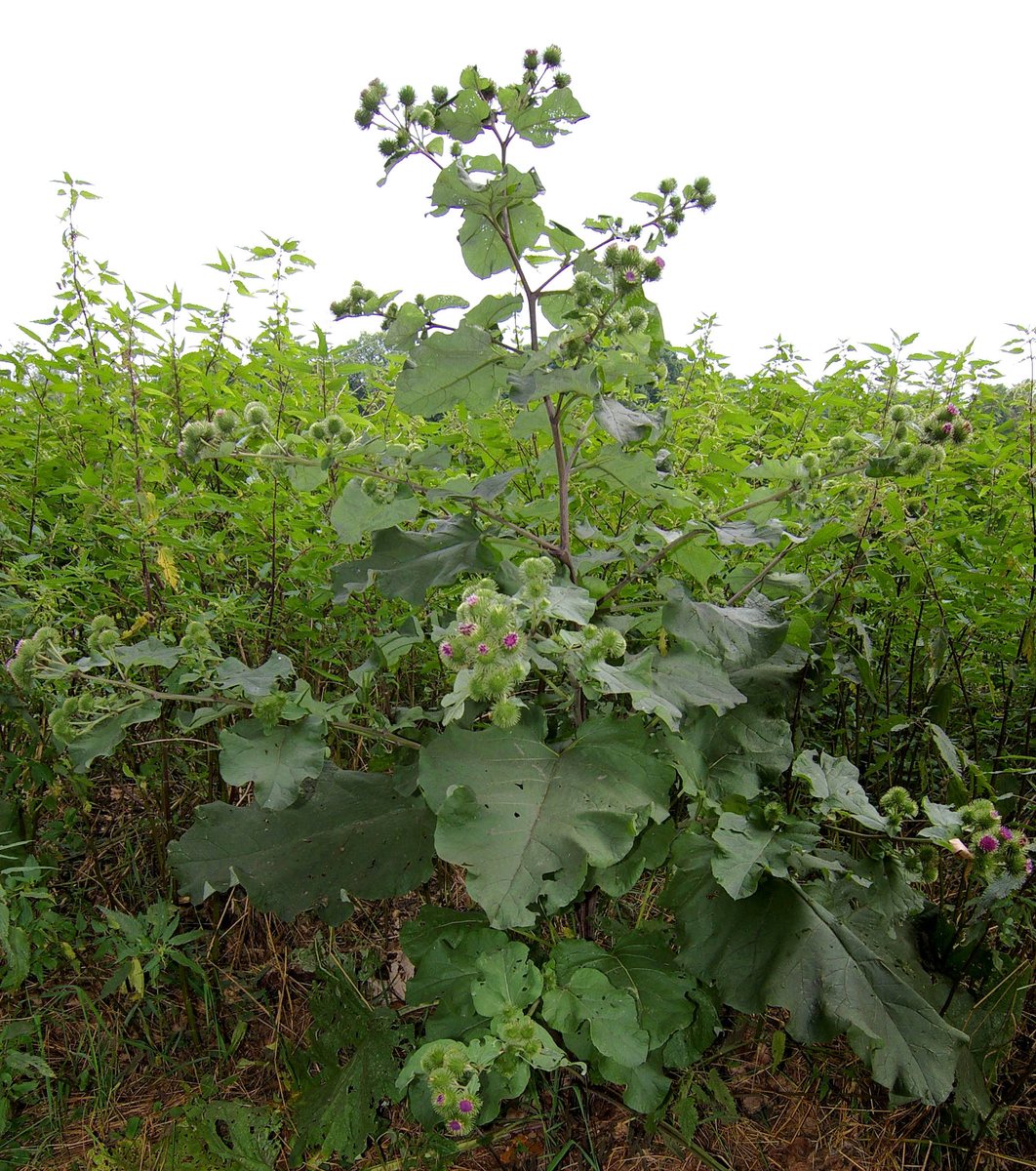 Große Klette (Arctium lappa L.)