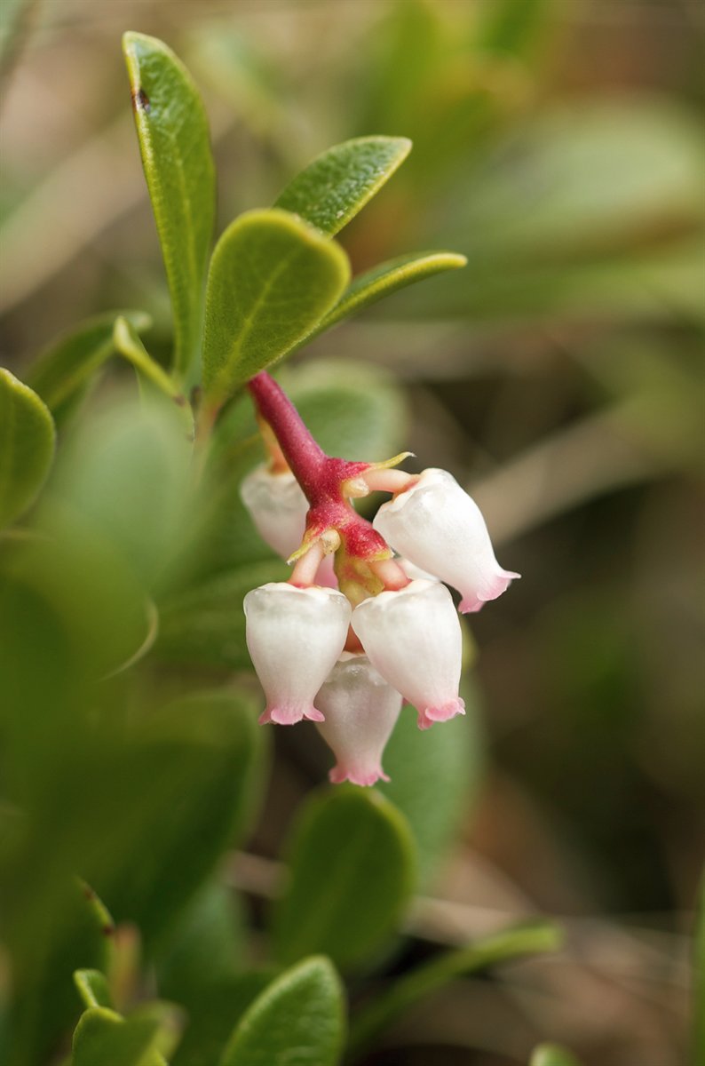 Echte Bärentraube (Arctostaphylos uva-ursi (L.) Spreng.)