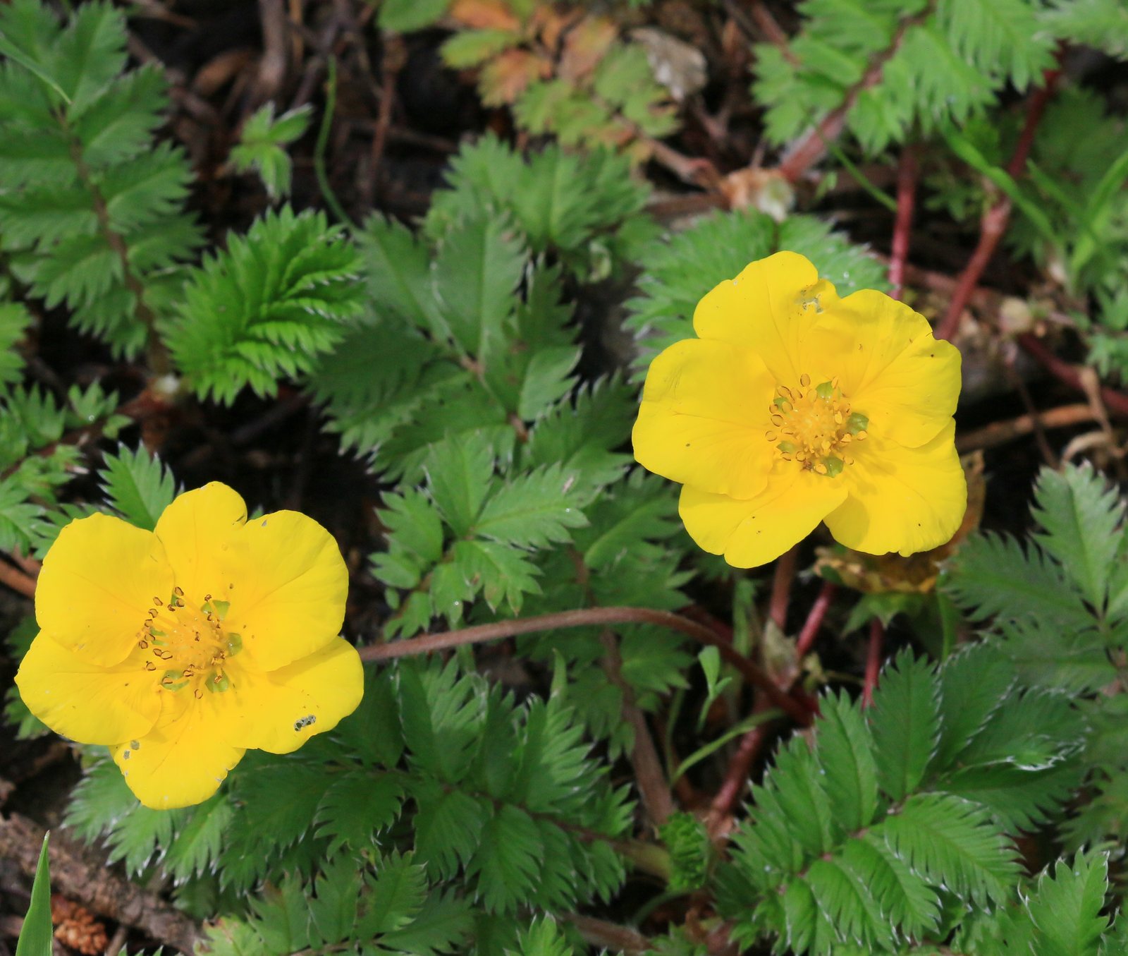Gänsefingerkraut (Argentina anserina (L.) Rydb. (syn. Potentilla anserina L.))