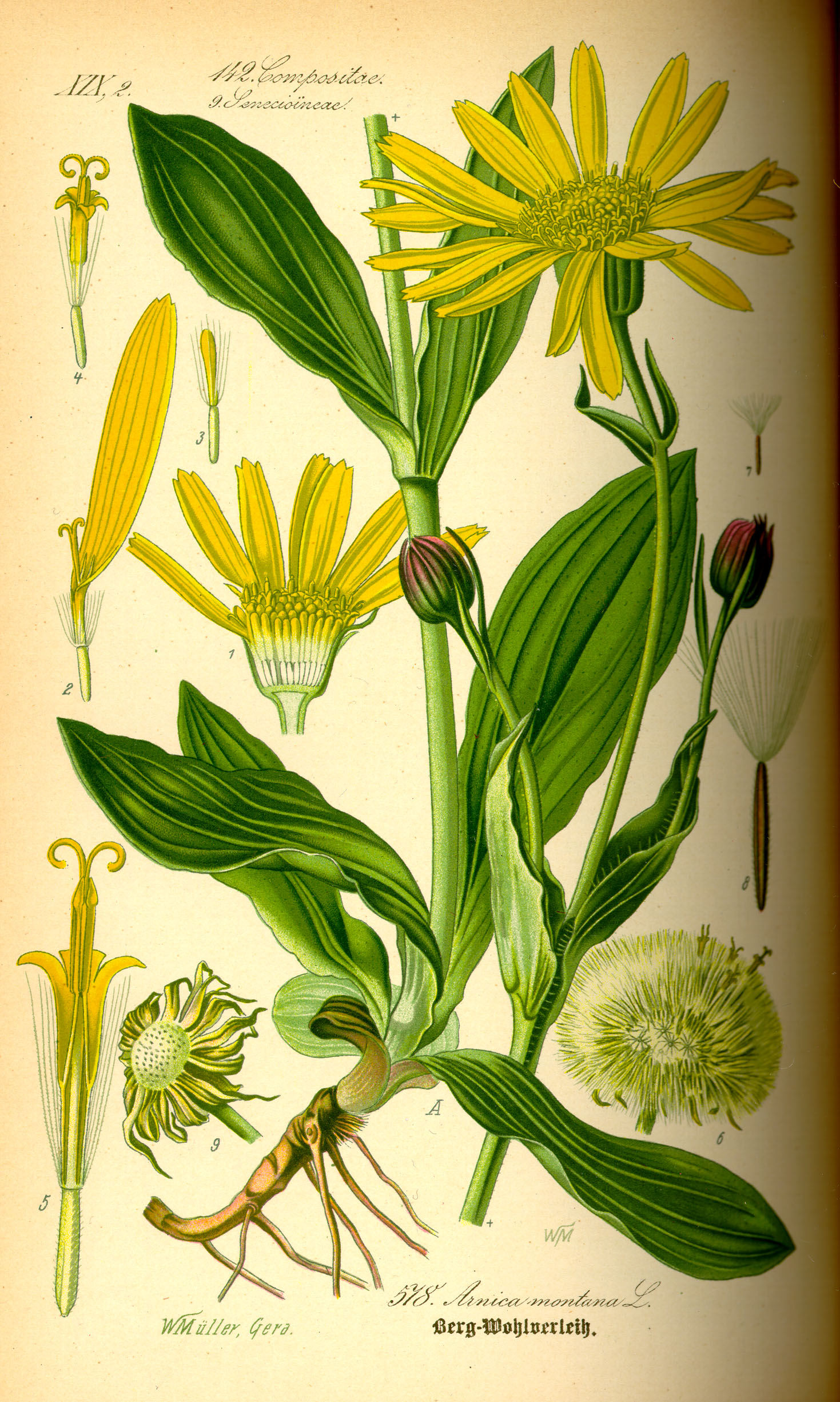 Arnika (Arnica montana L.)