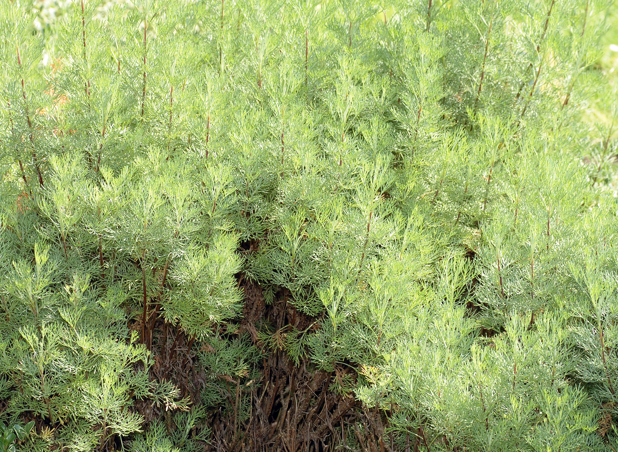 Eberraute (Artemisia abrotanum L.)