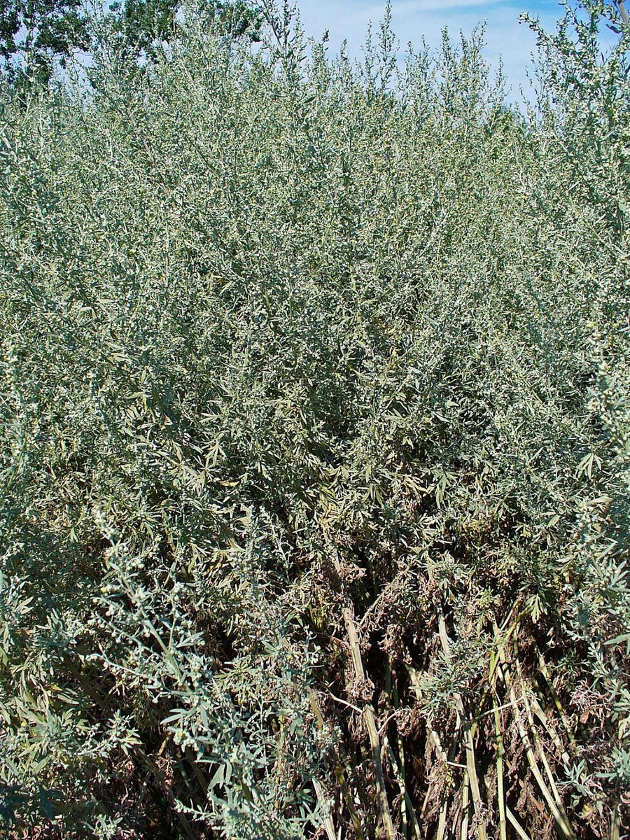 Wermut (Artemisia absinthium L.)