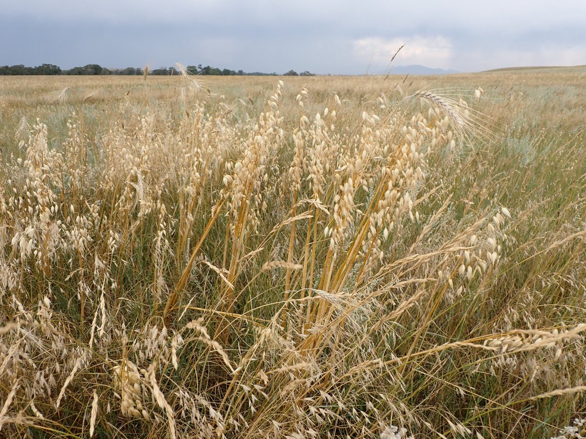 Saat-Hafer (Avena sativa L.)