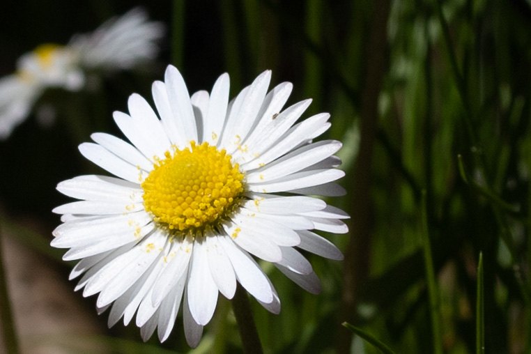 Gänseblümchen (Bellis perennis L.)