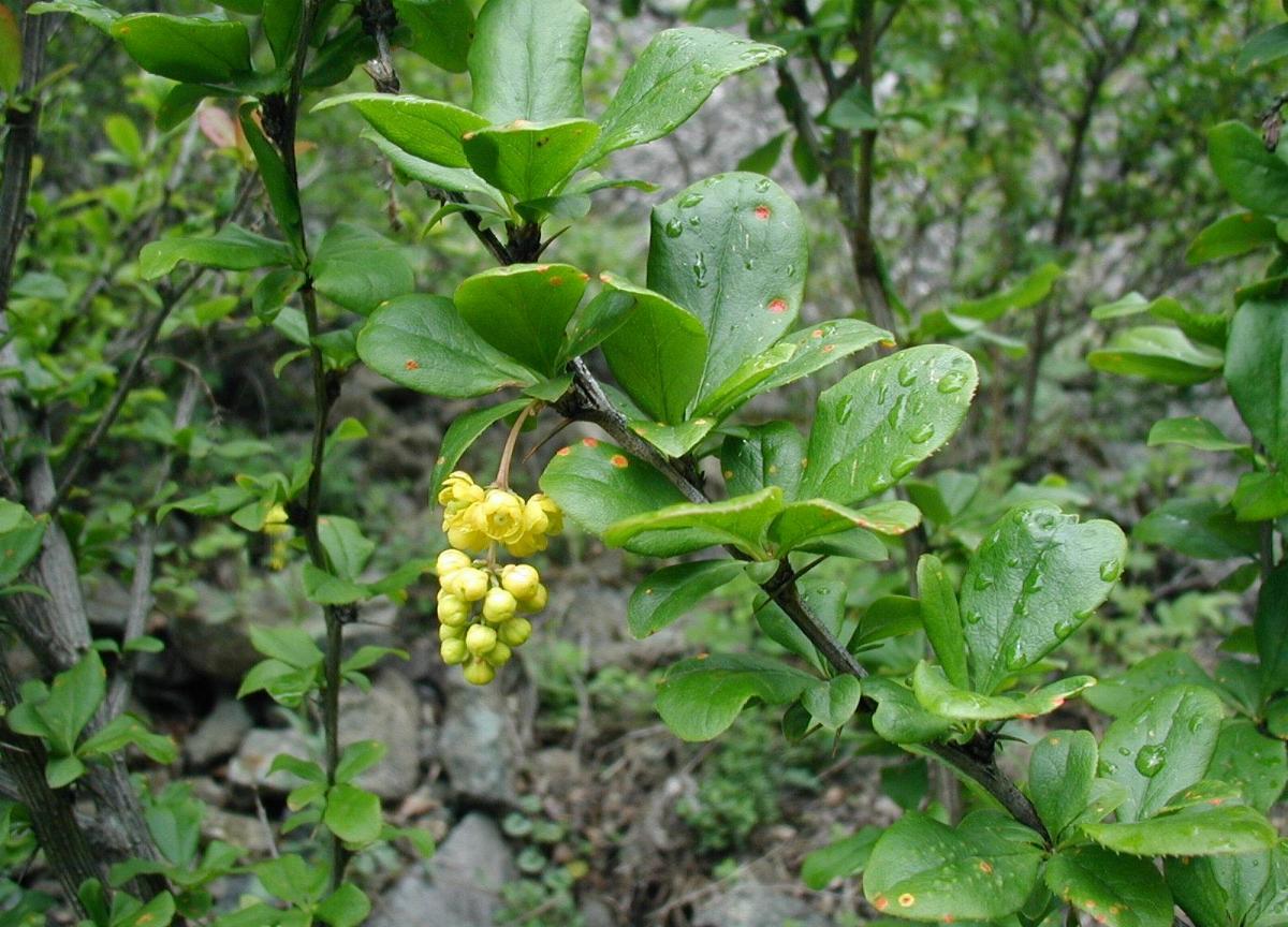 Gewöhnliche Berberitze (Berberis vulgaris L.)