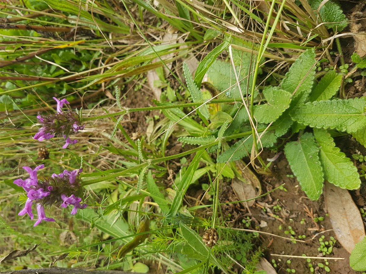 Gewöhnliche Betonie (Betonica officinalis L. (syn. Stachys officinalis (L.) Trevis.))
