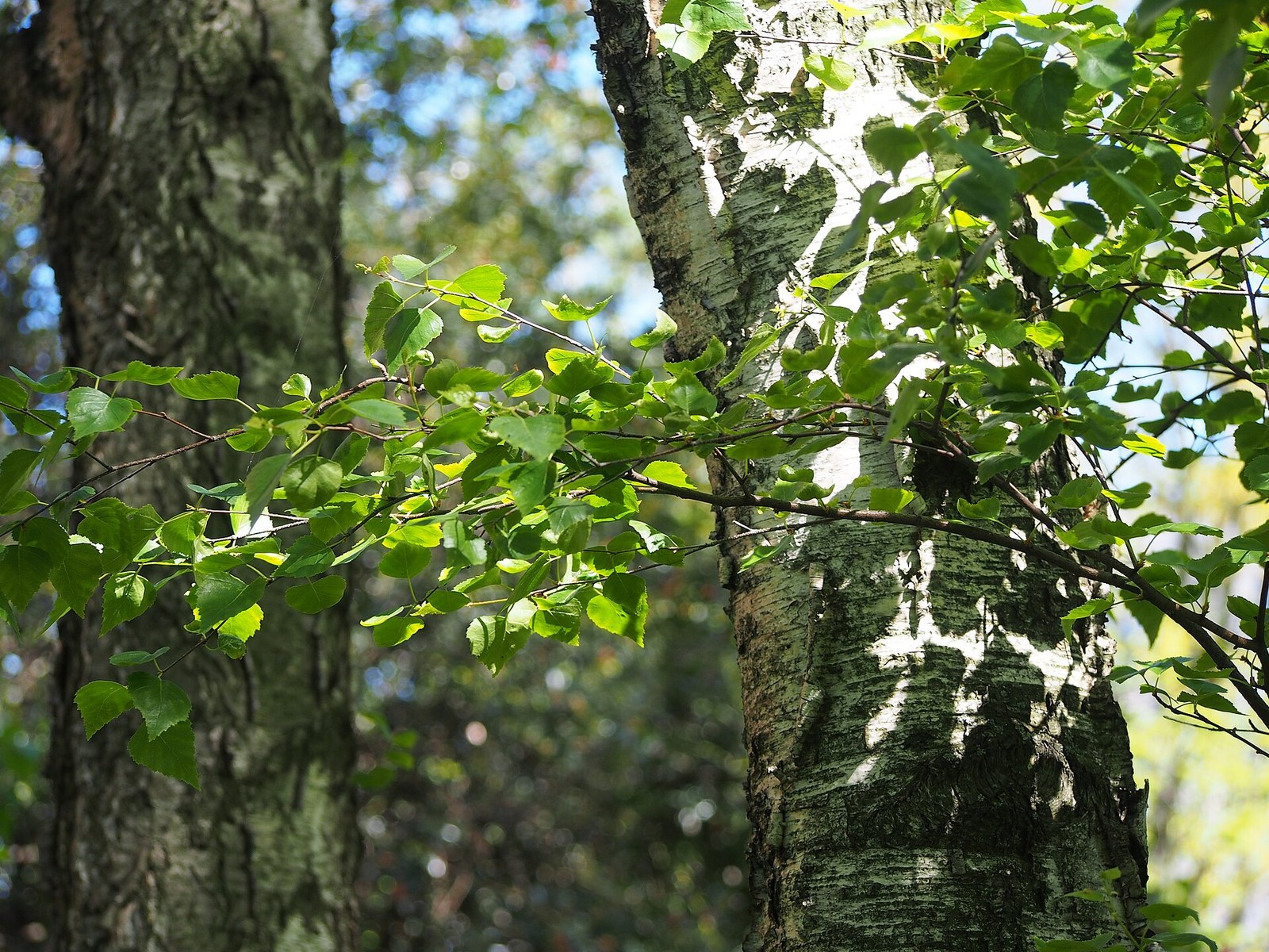 Hänge-Birke (Betula pendula Roth)
