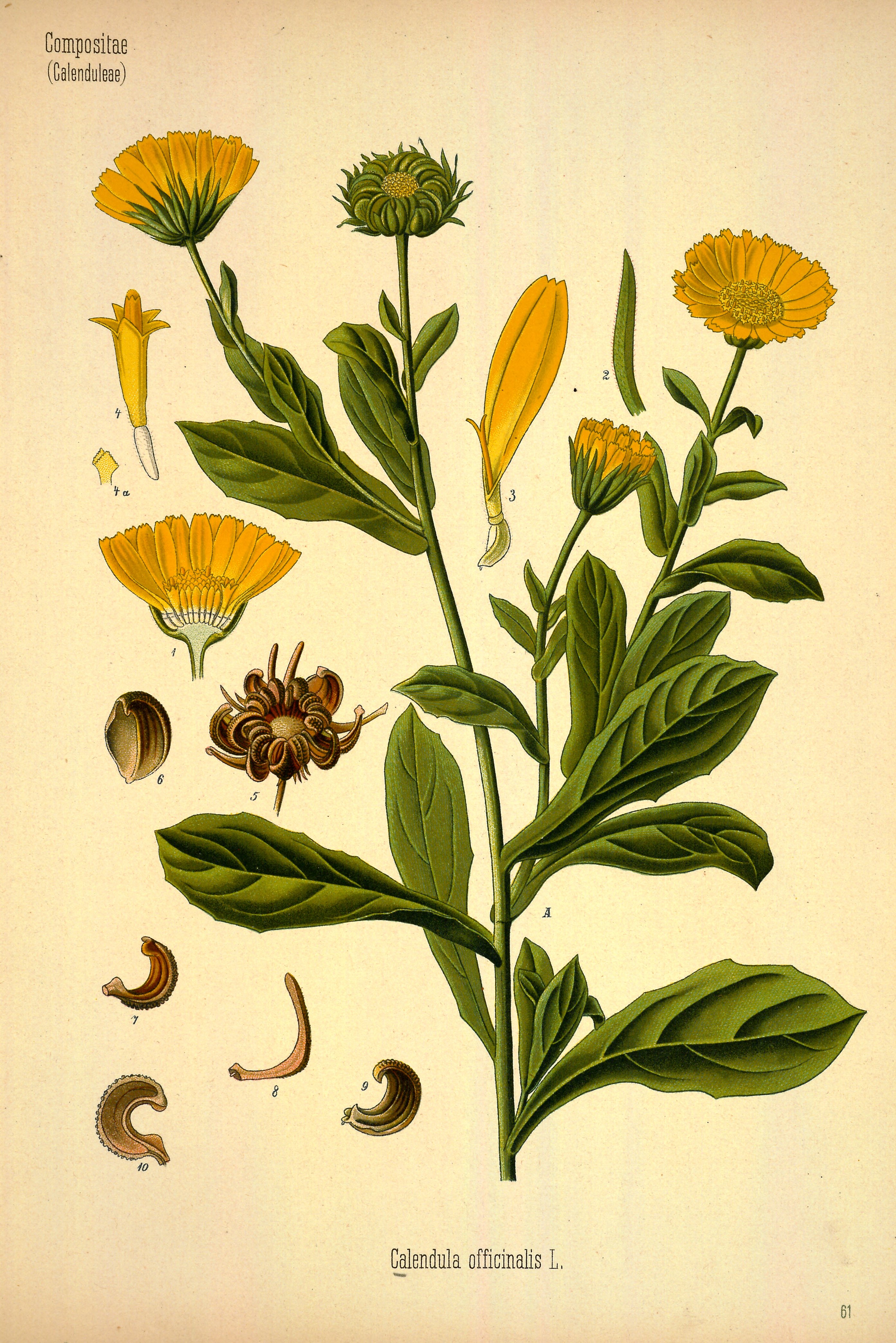 Ringelblume (Calendula officinalis L.)