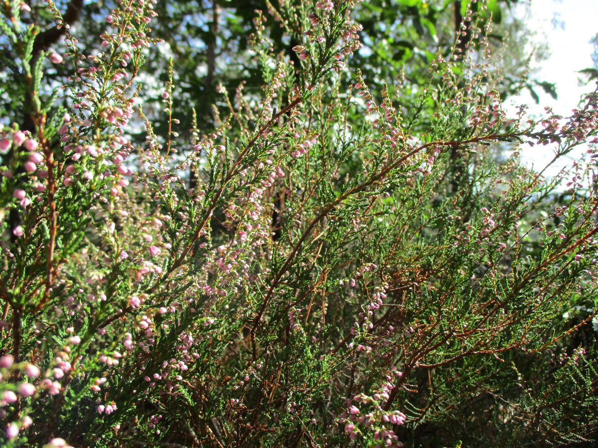 Besenheide (Calluna vulgaris (L.) Hull)