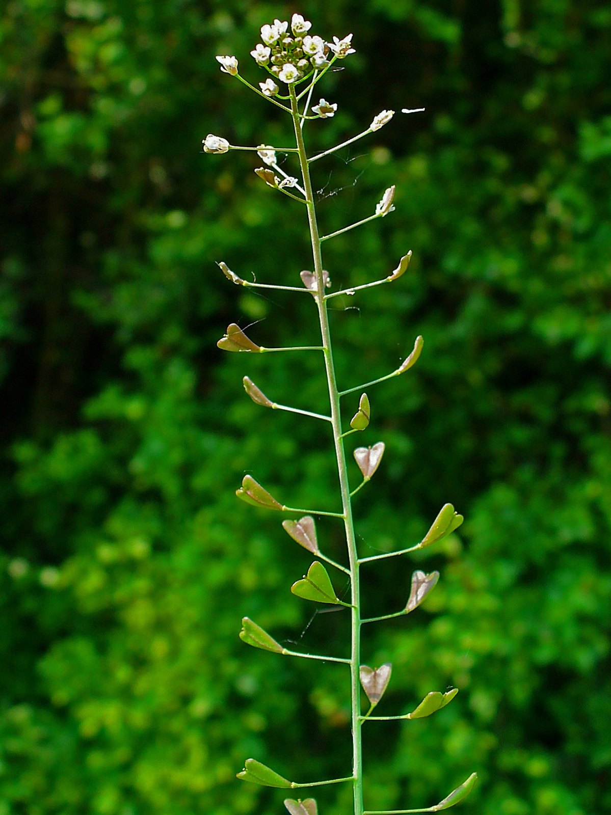Hirtentäschel (Capsella bursa-pastoris (L.) Medik.)