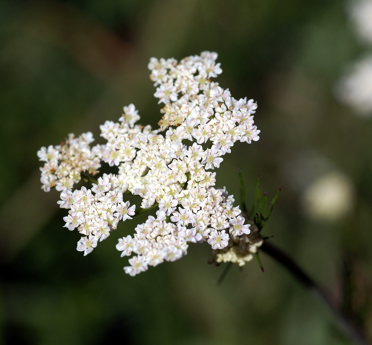 Echter Kümmel (Carum carvi L.)