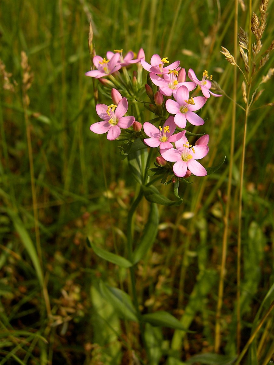 Echtes Tausendgüldenkraut (Centaurium erythraea Rafn s. l.)