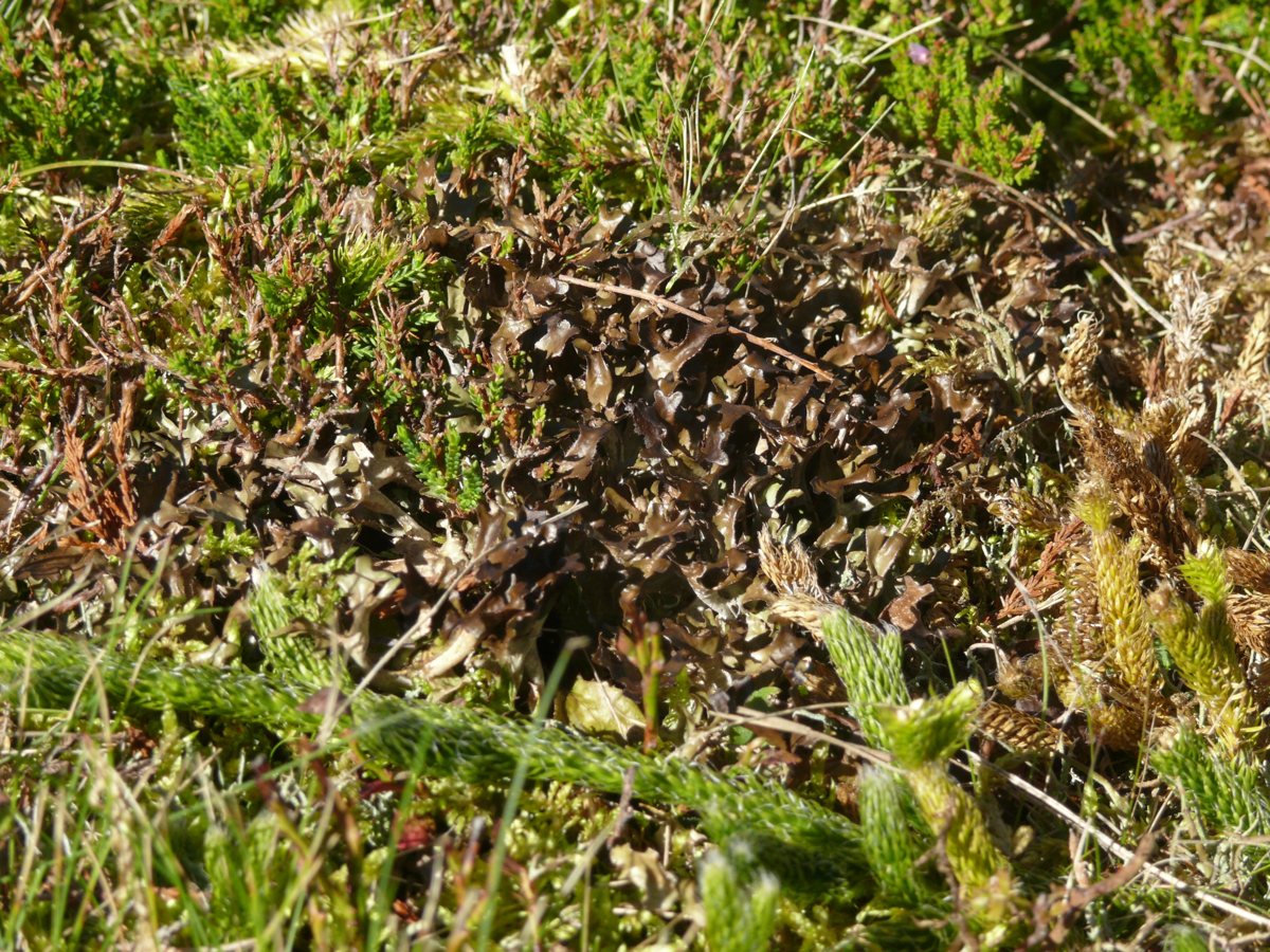 Isländisches Moos (Cetraria islandica (L.) Ach.)