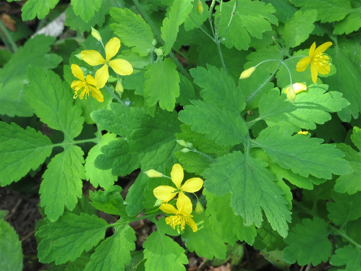 Schöllkraut (Chelidonium majus L.)