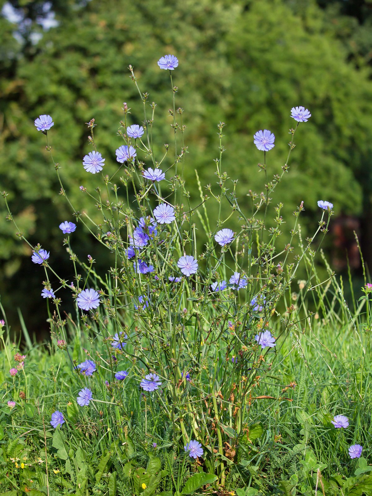 Wegwarte (Cichorium intybus L.)