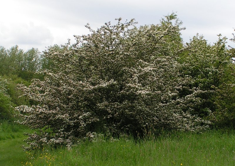 Eingriffeliger Weißdorn (Crataegus monogyna Jacq.)
