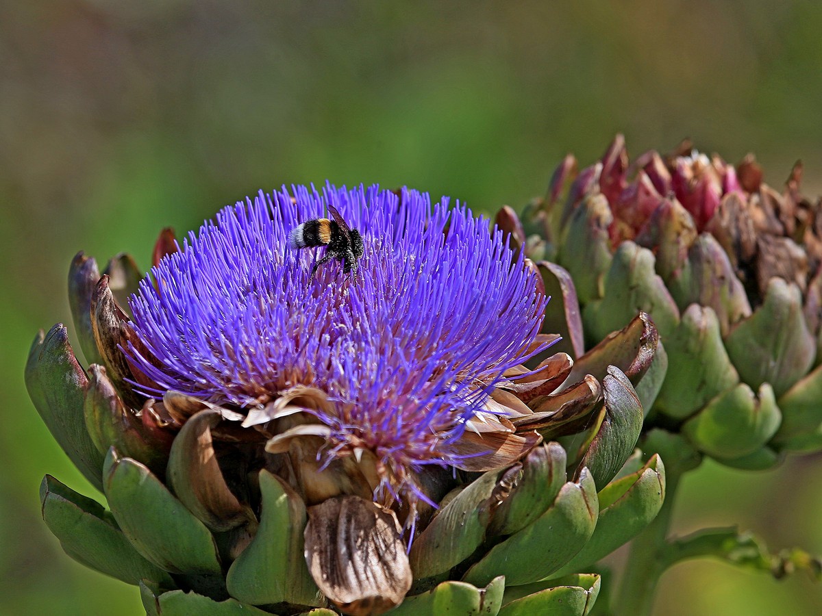 Artischocke (Cynara cardunculus L.)