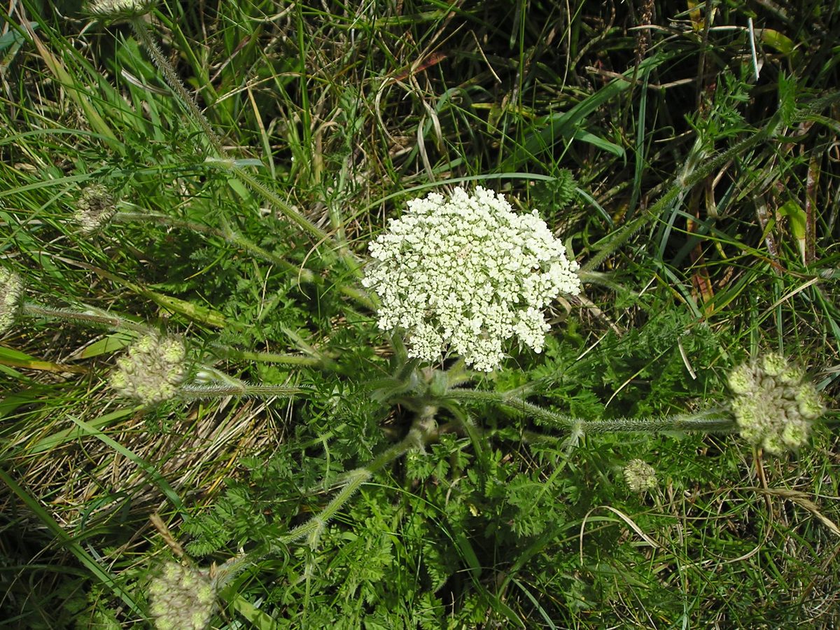 Wilde Möhre (Daucus carota L. subsp. carota)