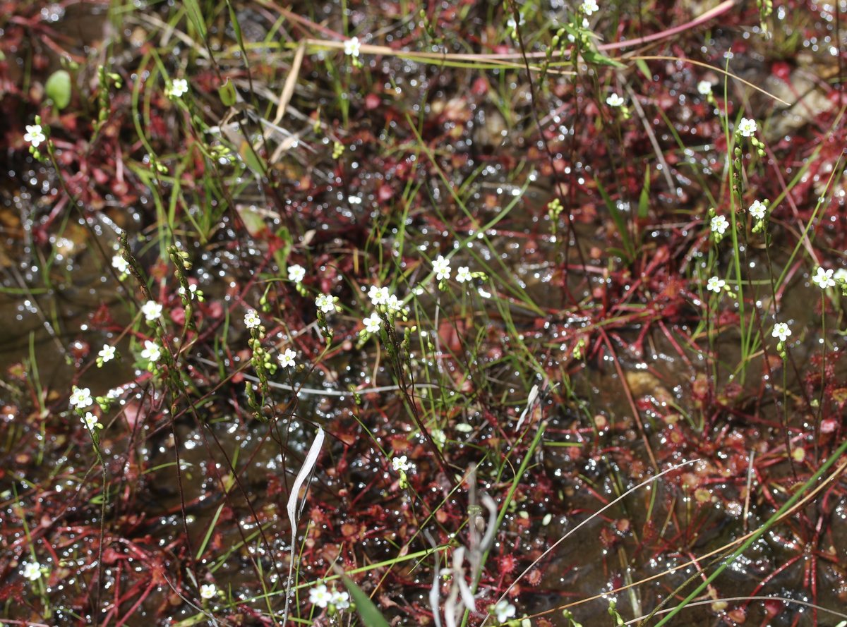 Rundblättriger Sonnentau (Drosera rotundifolia L.)
