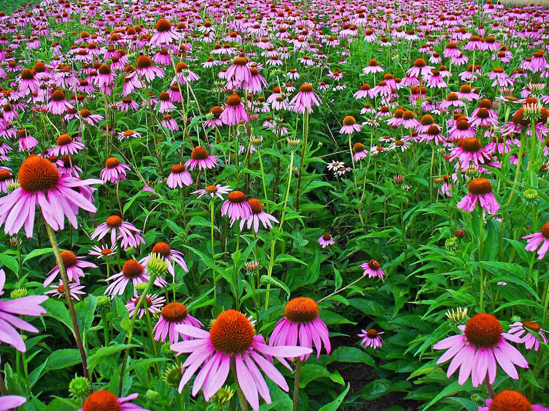 Purpur-Sonnenhut (Echinacea purpurea (L.) Moench)