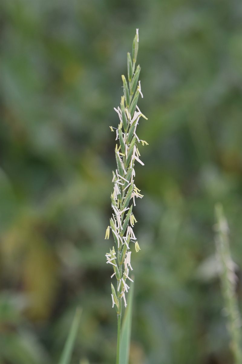 Gewöhnliche Quecke (Elymus repens (L.) Gould)