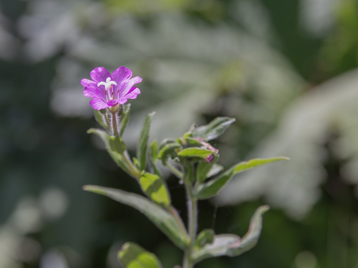Kleinblütiges Weidenröschen (Epilobium parviflorum Schreb.)