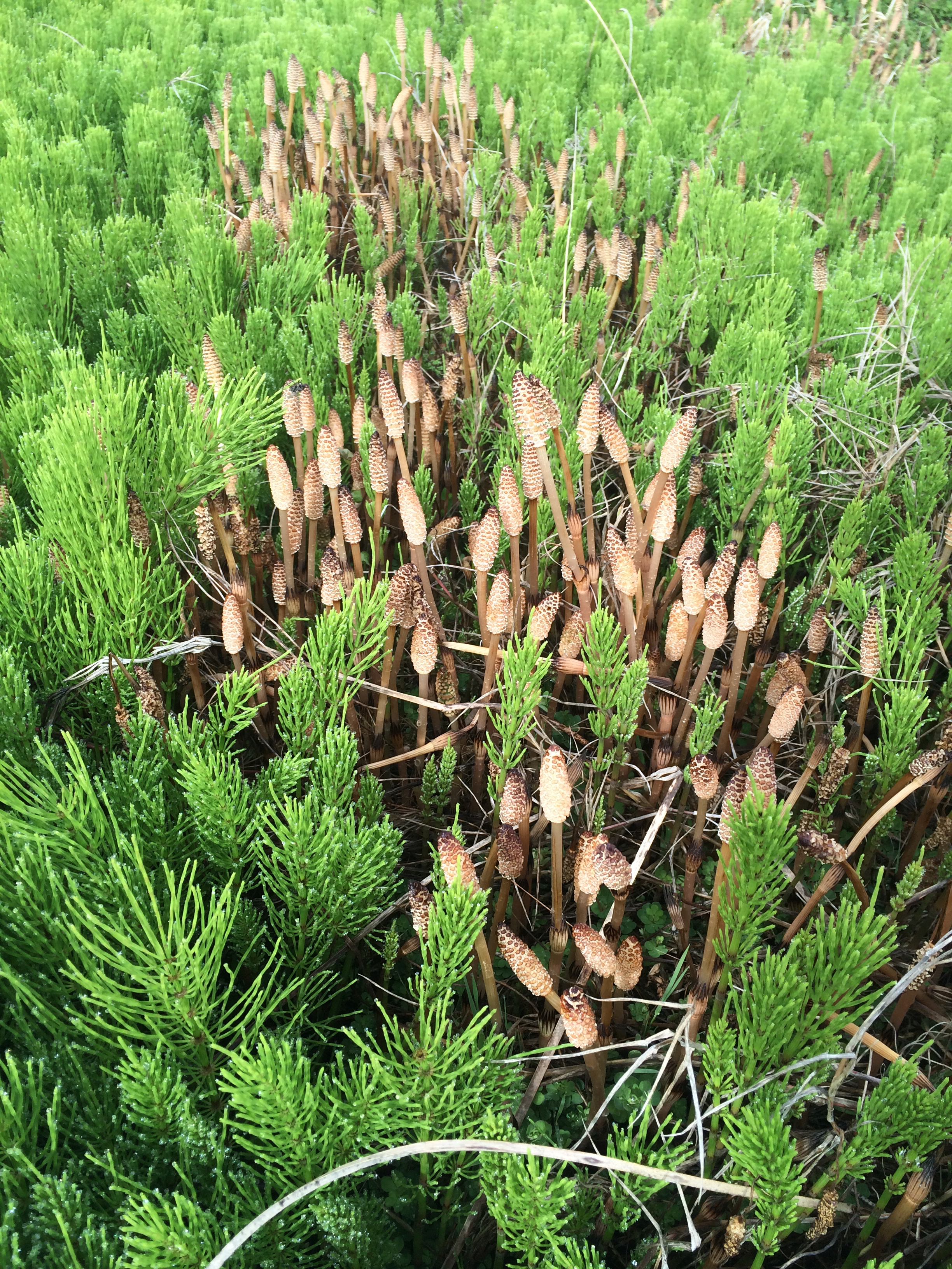 Ackerschachtelhalm (Equisetum arvense L.)