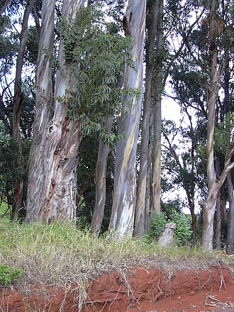 Blauer Eukalyptus (Eucalyptus globulus Labill.)
