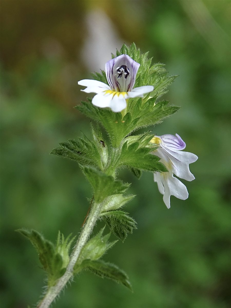 Echter Augentrost (Euphrasia officinalis L.)