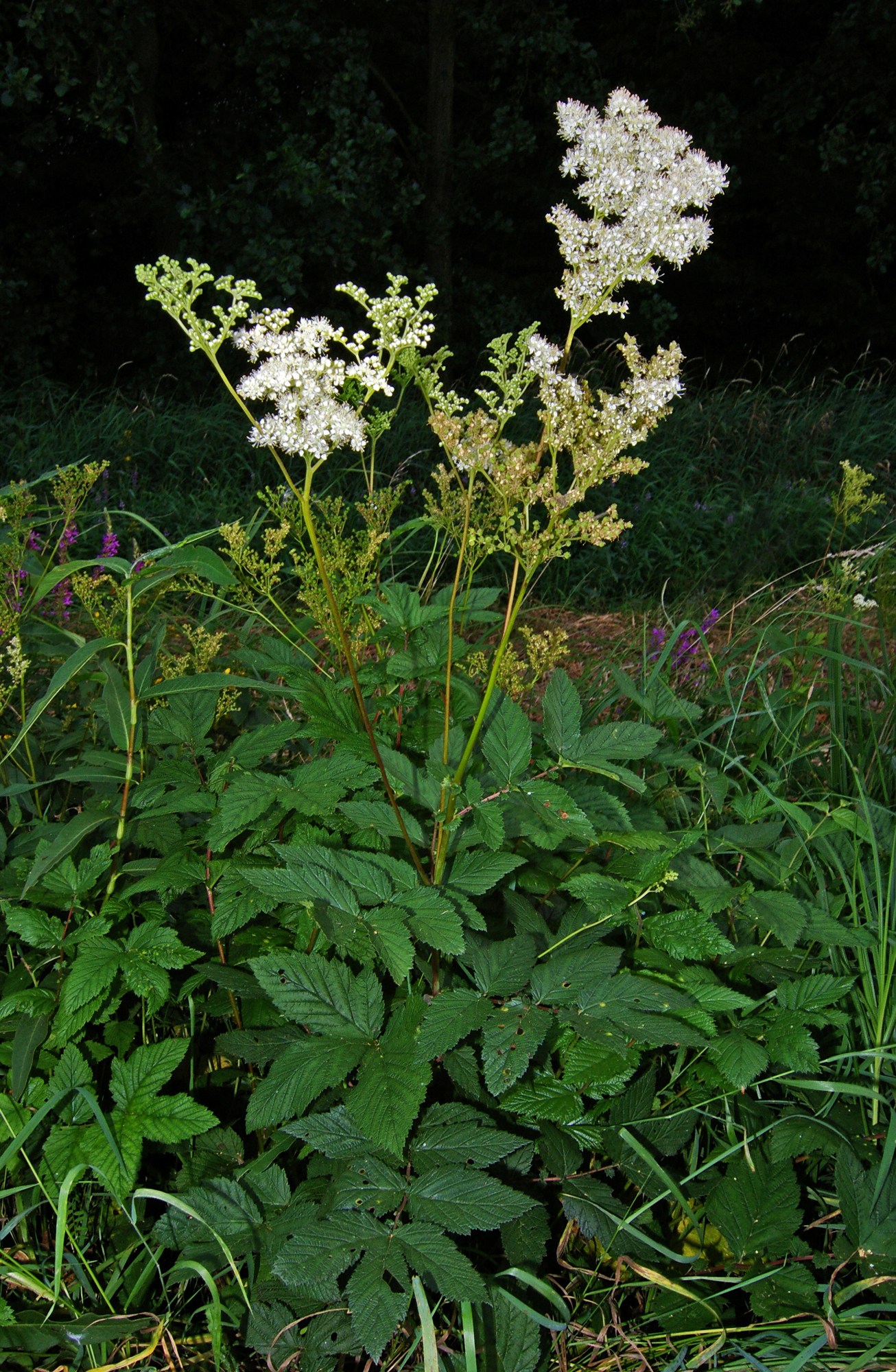 Mädesüß (Filipendula ulmaria (L.) Maxim.)