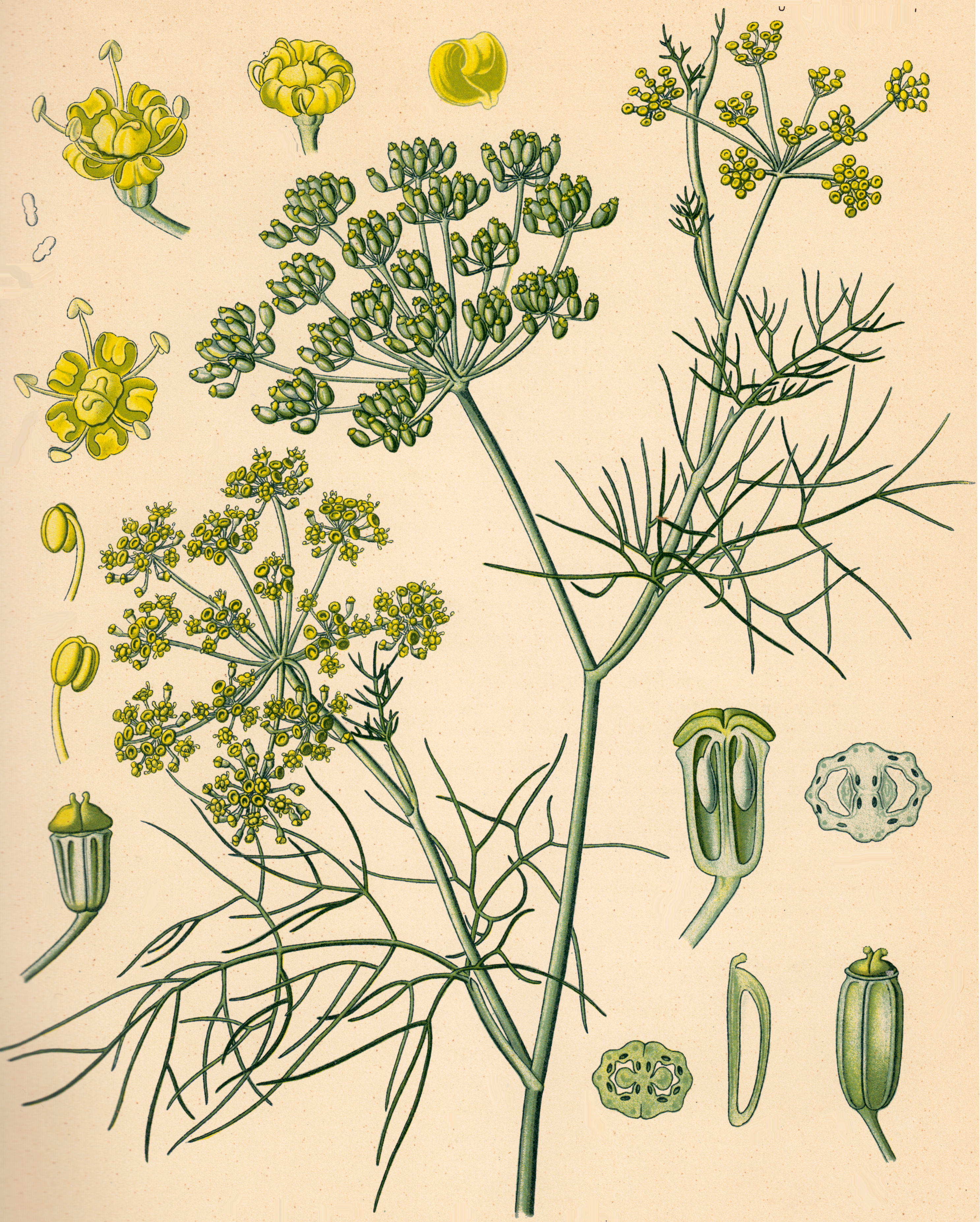 Fenchel (Foeniculum vulgare Mill.)