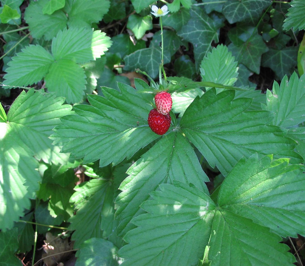 Wald-Erdbeere (Fragaria vesca L.)