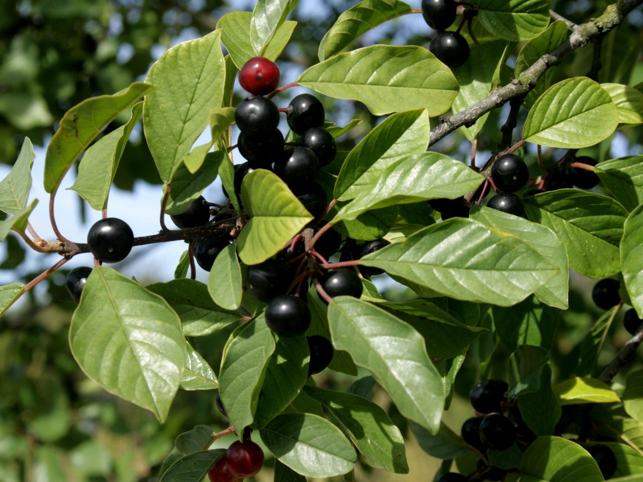 Faulbaum (Frangula alnus Mill. (syn. Rhamnus frangula L.))