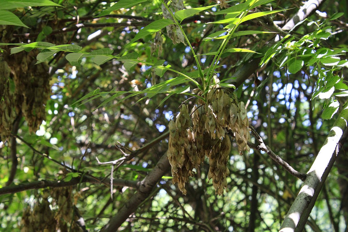 Gewöhnliche Esche (Fraxinus excelsior L.)