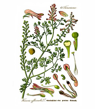 Erdrauch (Fumaria officinalis L.)