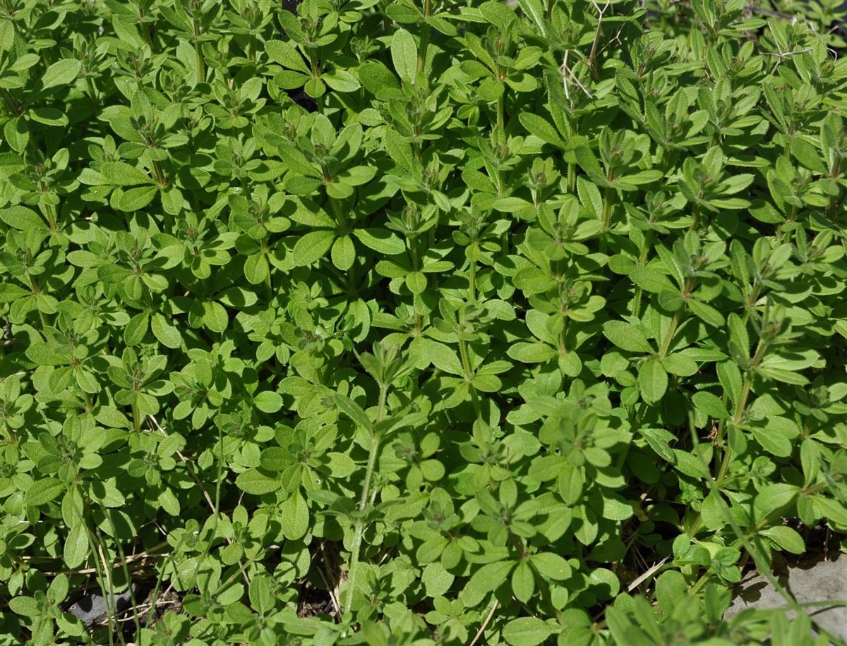 Kletten-Labkraut (Galium aparine L.)