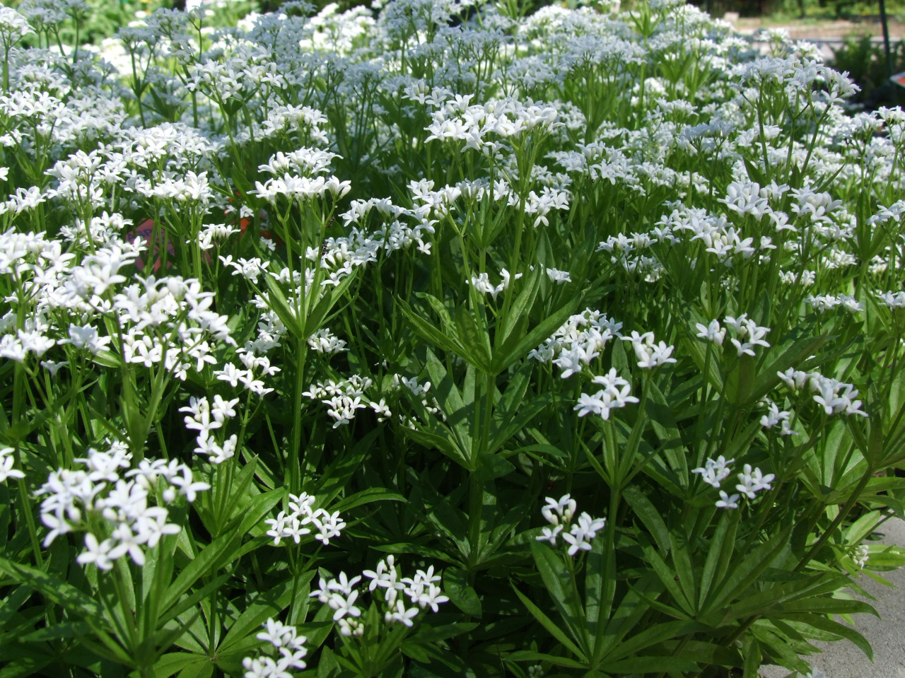 Waldmeister (Galium odoratum (L.) Scop.)