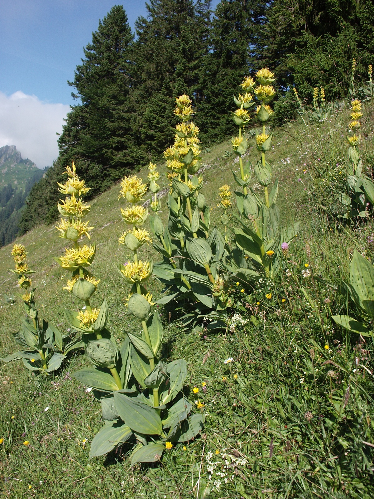 Gelber Enzian (Gentiana lutea L.)