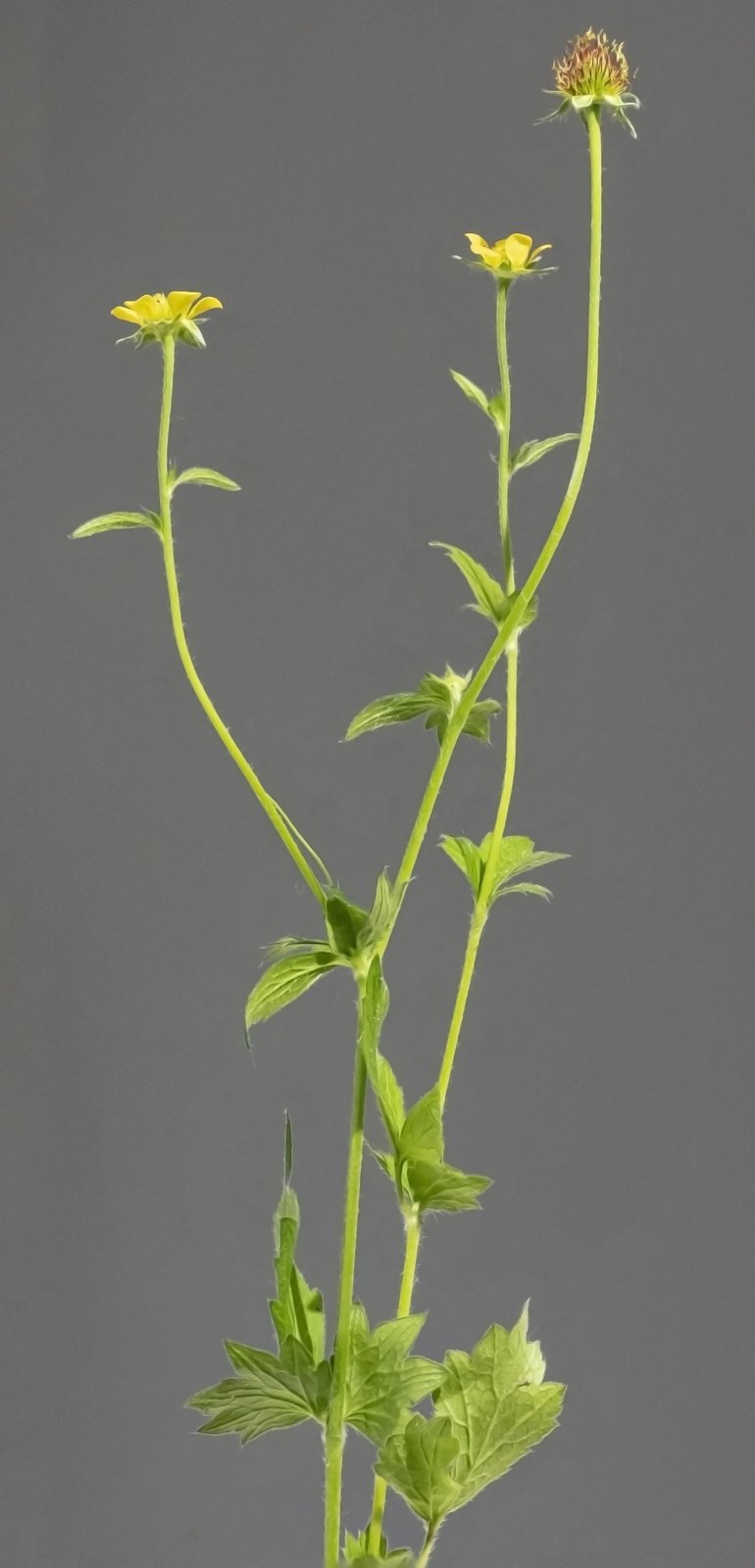 Nelkenwurz (Geum urbanum L.)