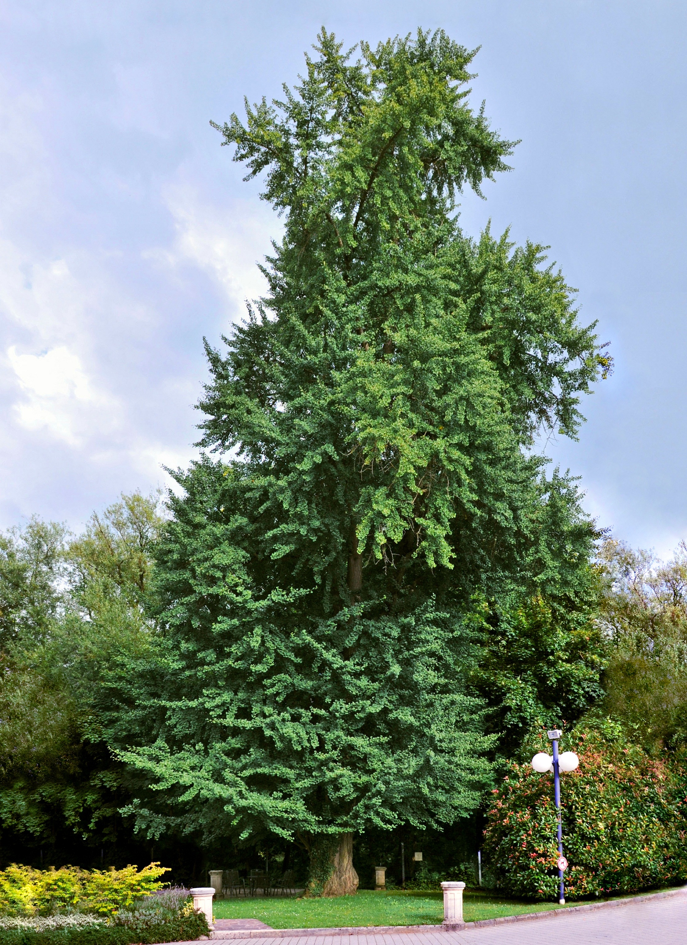 Ginkgo (Ginkgo biloba L.)