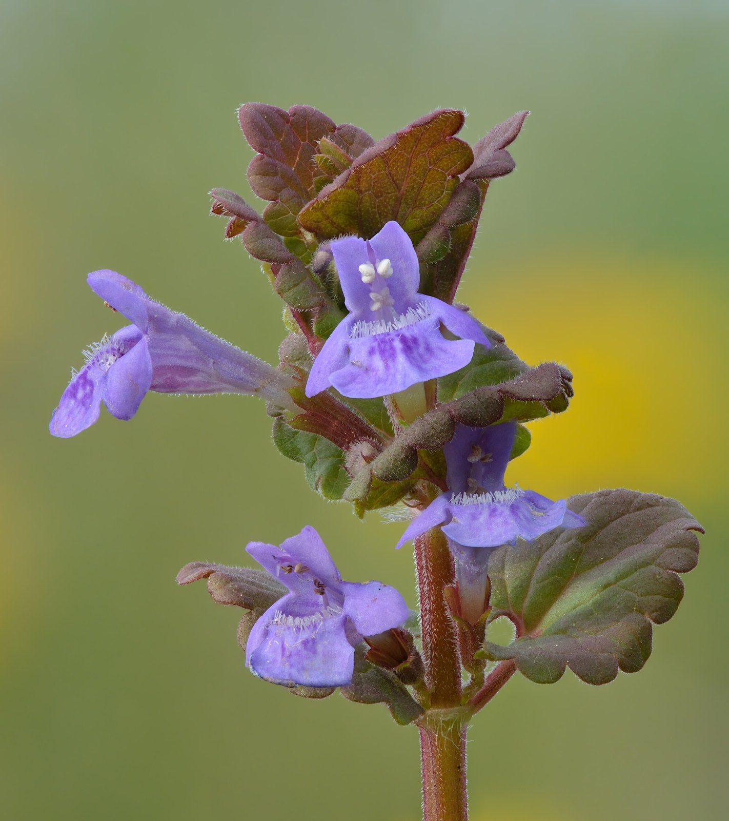 Gundermann (Glechoma hederacea L.)